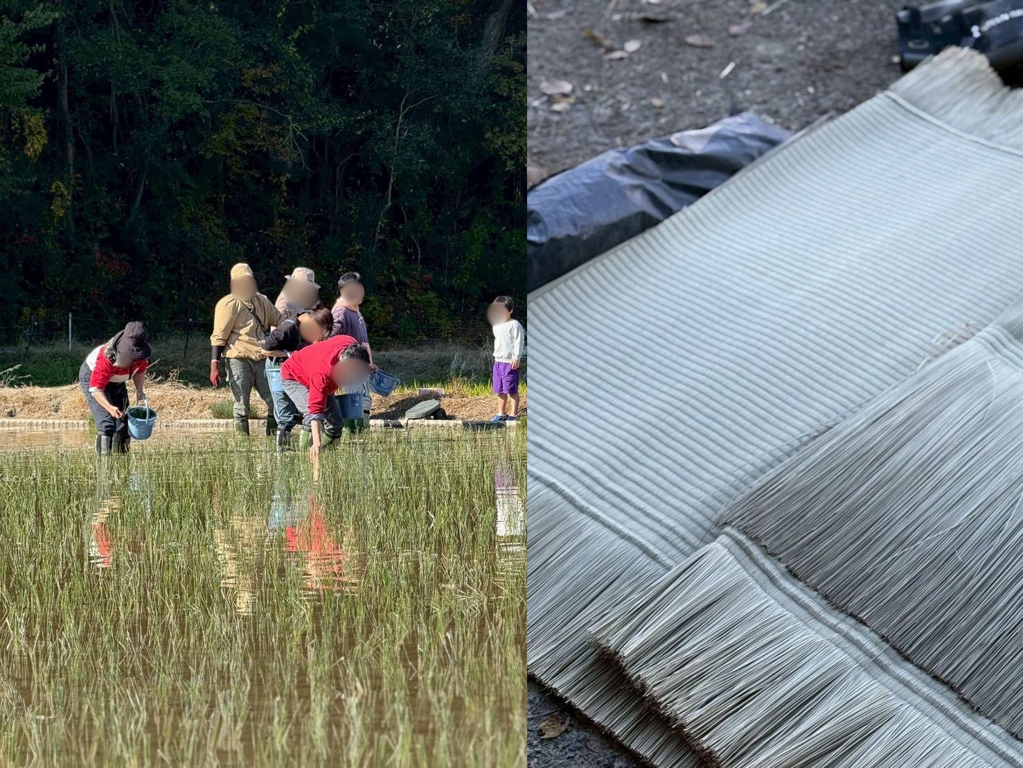 下西ブログ＠備後い草植え付け体験会＆地域の誇り発見ワークショップ（11/23）